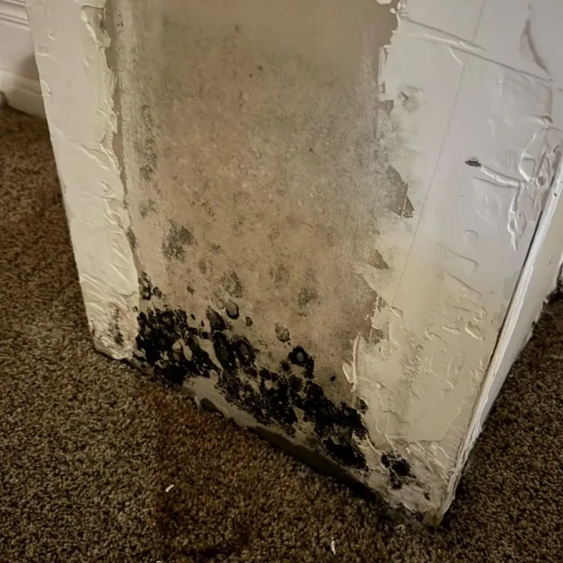 Professional Mold Removal in Mercer County, MO